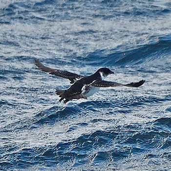 Magellanic Diving-petrel