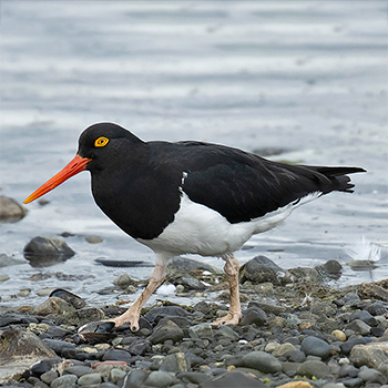 Magellanic Oystercatcher