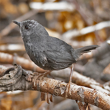 Magellanic Tapaculo