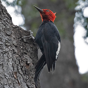 Magellanic Woodpecker