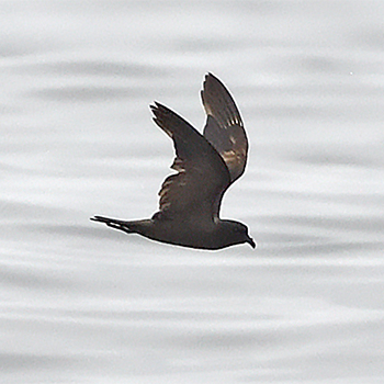 Markham's Storm-petrel