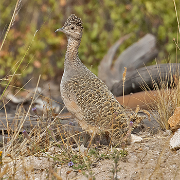 Ornate Tinamou