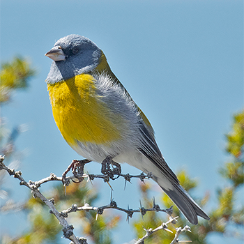 Patagonian Sierra Finch