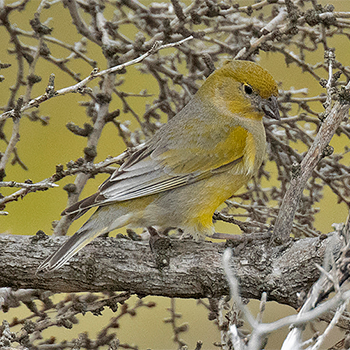 Patagonian Yellow-finch