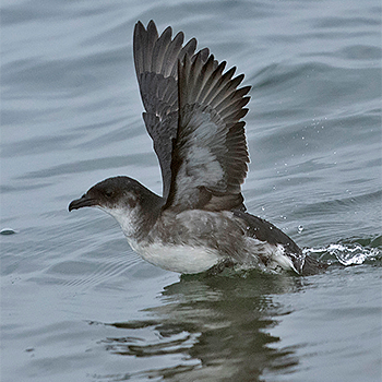 Peruvian Diving-petrel