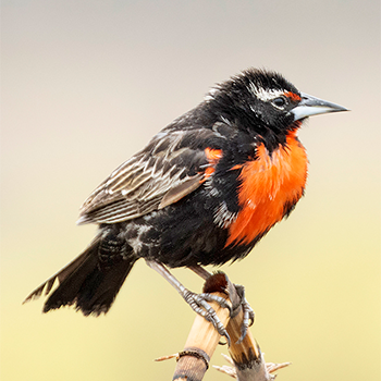 Peruvian Meadowlark