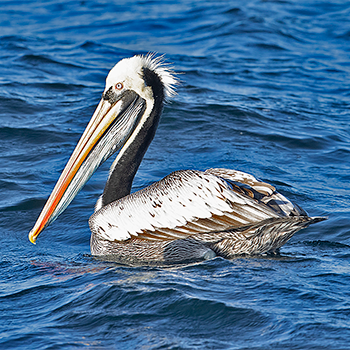 Peruvian Pelican