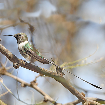 Peruvian Sheartail