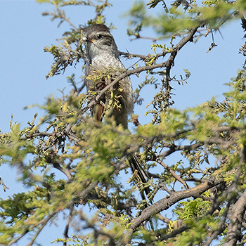 Plain-mantled Tit-spinetail