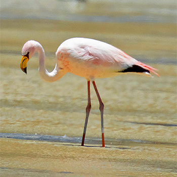Puna (James's) Flamingo