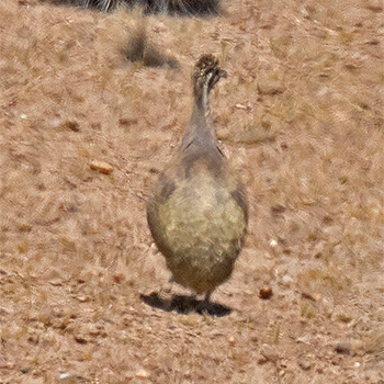 Puna Tinamou