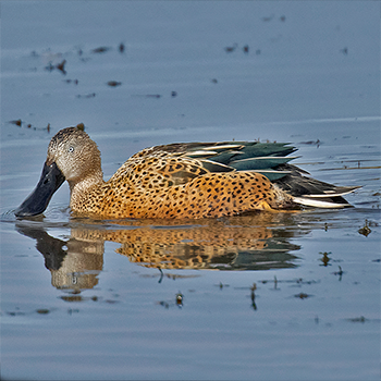 Red Shoveler