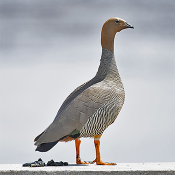 Ruddy-headed Goose