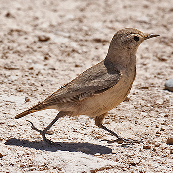 Rufous-banded Miner