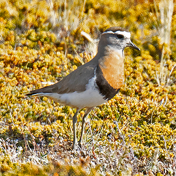 Rufous-chested Dotterel