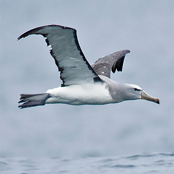 Salvin's Albatross