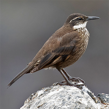 Seaside Cinclodes