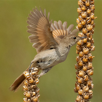 Sharp-billed Canastero