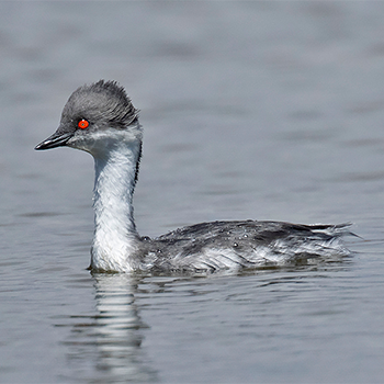 Silvery Grebe