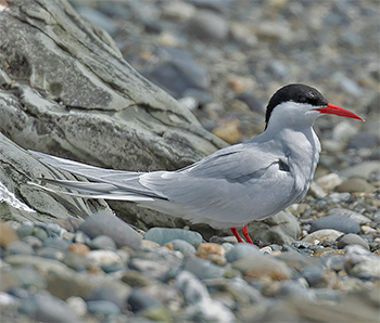 South American Tern