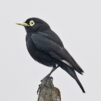 Spectacled Tyrant