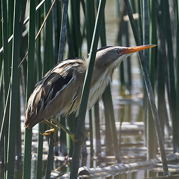 Stripe-backed Bittern