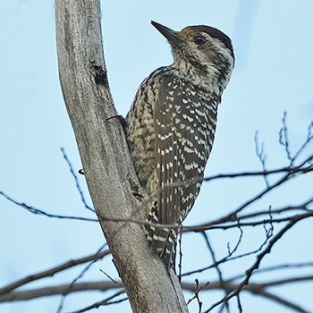 Striped Woodpecker