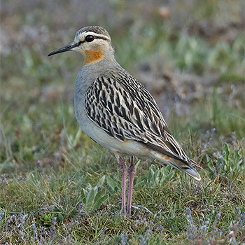 Tawny-throated Dotterel