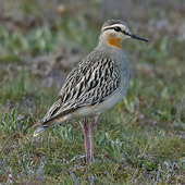 Tawny-throated Dotterel