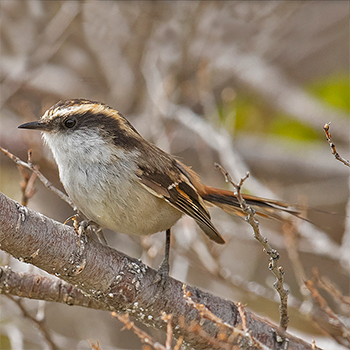 Thorn-tailed Rayadito