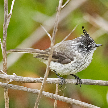 Tufted Tit-tyrant