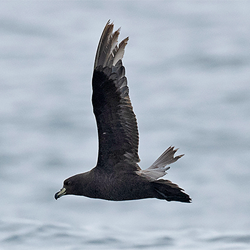 Westland Petrel