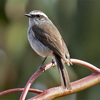 White-browed Chat-tyrant