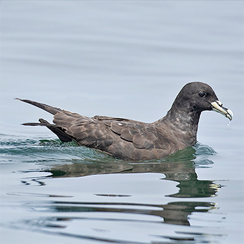 White-chinned Petrel