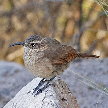 White-throated Earthcreeper