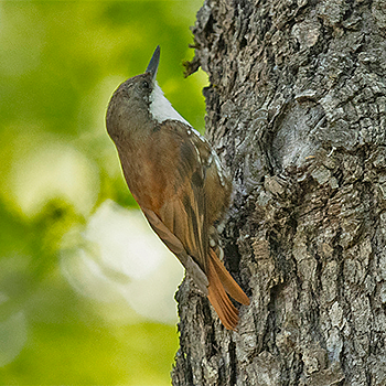 White-throated Treerunner