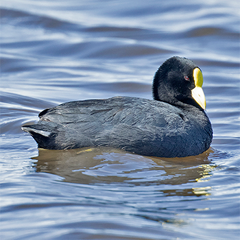 White-winged Coot