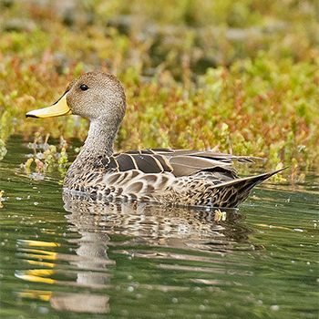 Yellow-billed Pintail