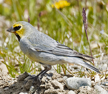 Yellow-bridled Finch