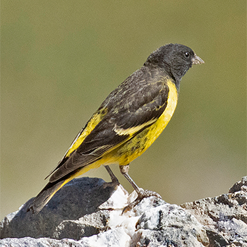Yellow-rumped Siskin