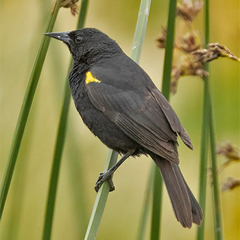 Yellow-winged Blackbird