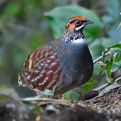 Hill Partridge
