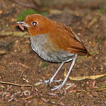 Bicoloured Antpitta