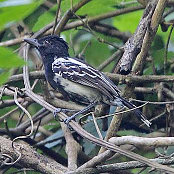 Black-backed Antshrike