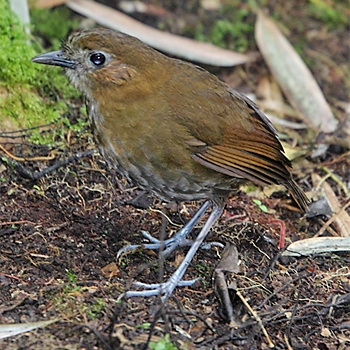Brown-banded Antpitta