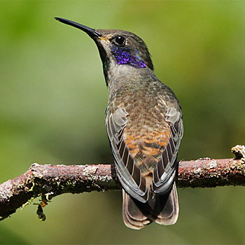 Brown Violetear