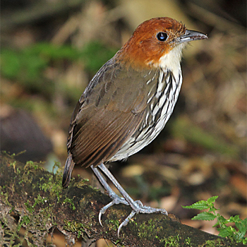 Chestnut-crowned Antpitta
