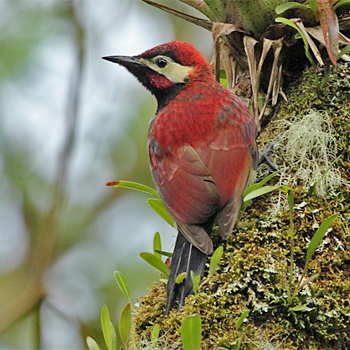 Crimson-mantled Woodpecker