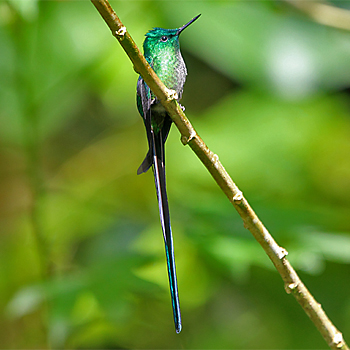 Long-tailed Sylph
