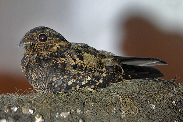 Lyre-tailed Nightjar